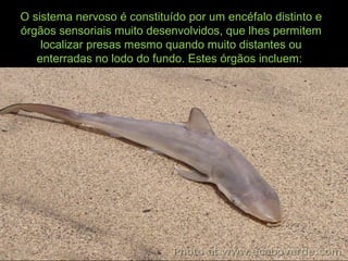 O sistema nervoso é constituído por um encéfalo distinto e
órgãos sensoriais muito desenvolvidos, que lhes permitem
localizar presas mesmo quando muito distantes ou
enterradas no lodo do fundo. Estes órgãos incluem:
 