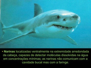 • Narinas localizadas ventralmente na extremidade arredondada
da cabeça, capazes de detectar moléculas dissolvidas na água
em concentrações mínimas; as narinas não comunicam com a
cavidade bucal mas com a faringe.
 