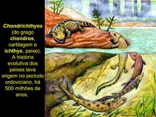 Chondrichthyes
(do grego
chondros,
cartilagem e
ichthys, peixe).
A história
evolutiva dos
peixes teve
origem no período
ordoviciano, há
500 milhões de
anos,
 