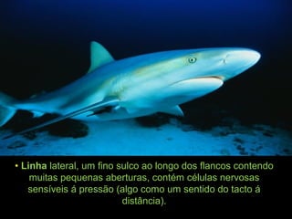 • Linha lateral, um fino sulco ao longo dos flancos contendo
muitas pequenas aberturas, contém células nervosas
sensíveis á pressão (algo como um sentido do tacto á
distância).
 