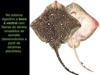 No sistema
digestivo a boca
é ventral com
fileiras de dentes
revestidos de
esmalte
(desenvolvidos a
partir de
escamas
placóides).
 