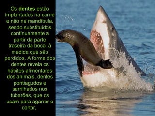 Os dentes estão
implantados na carne
e não na mandíbula,
sendo substituídos
continuamente a
partir da parte
traseira da boca, à
medida que são
perdidos. A forma dos
dentes revela os
hábitos alimentares
dos animais, dentes
pontiagudos e
serrilhados nos
tubarões, que os
usam para agarrar e
cortar,
 