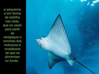 e pequenos
e em forma
de ladrilho
nas raias,
que os usam
para partir
as
carapaças e
conchas dos
moluscos e
crustáceos
de que se
alimentam
no fundo.
 
