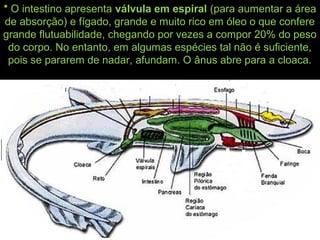 * O intestino apresenta válvula em espiral (para aumentar a área
de absorção) e fígado, grande e muito rico em óleo o que confere
grande flutuabilidade, chegando por vezes a compor 20% do peso
do corpo. No entanto, em algumas espécies tal não é suficiente,
pois se pararem de nadar, afundam. O ânus abre para a cloaca.
 