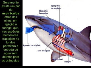 Geralmente
existe um par
de
espiráculos
atrás dos
olhos, em
ligação á
faringe, que,
nas espécies
bentônicas
(rastejam no
fundo),
permitem a
entrada de
água sem
detritos para
as brânquias
 