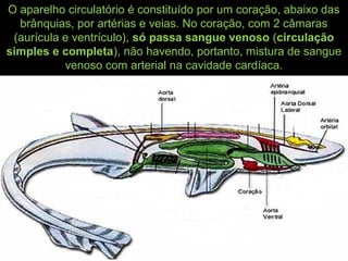 O aparelho circulatório é constituído por um coração, abaixo das
brânquias, por artérias e veias. No coração, com 2 câmaras
(aurícula e ventrículo), só passa sangue venoso (circulação
simples e completa), não havendo, portanto, mistura de sangue
venoso com arterial na cavidade cardíaca.
 
