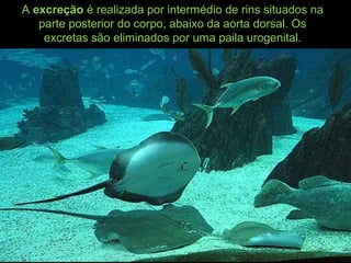 A excreção é realizada por intermédio de rins situados na
parte posterior do corpo, abaixo da aorta dorsal. Os
excretas são eliminados por uma paila urogenital.
 