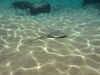 Peixes cartilaginosos