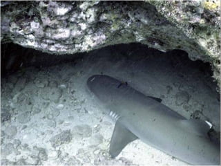 Peixes cartilaginosos