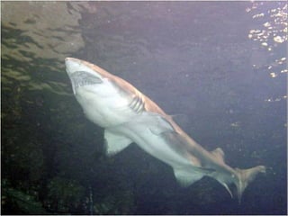 Peixes cartilaginosos