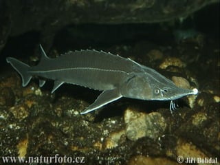 Peixes cartilaginosos