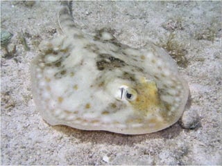 Peixes cartilaginosos