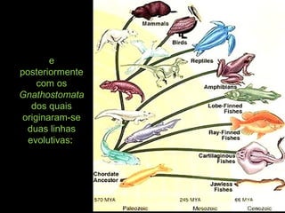 e
posteriormente
com os
Gnathostomata
dos quais
originaram-se
duas linhas
evolutivas:
 