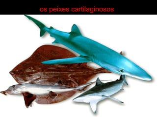 os peixes cartilaginosos
 
