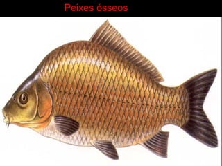 Peixes ósseos
 