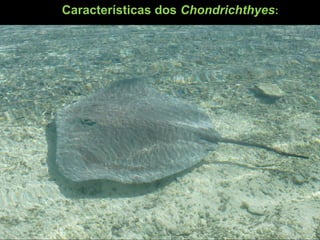 Características dos Chondrichthyes:
 