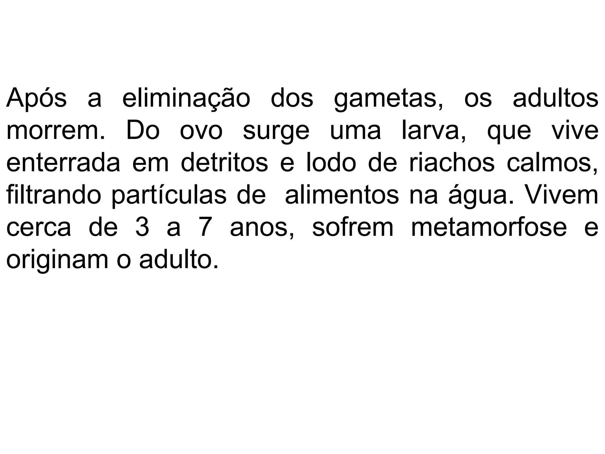 Após a eliminação dos gametas, os adultos
morrem. Do ovo surge uma larva, que vive
enterrada em detritos e lodo de riachos calmos,
filtrando partículas de alimentos na água. Vivem
cerca de 3 a 7 anos, sofrem metamorfose e
originam o adulto.
 