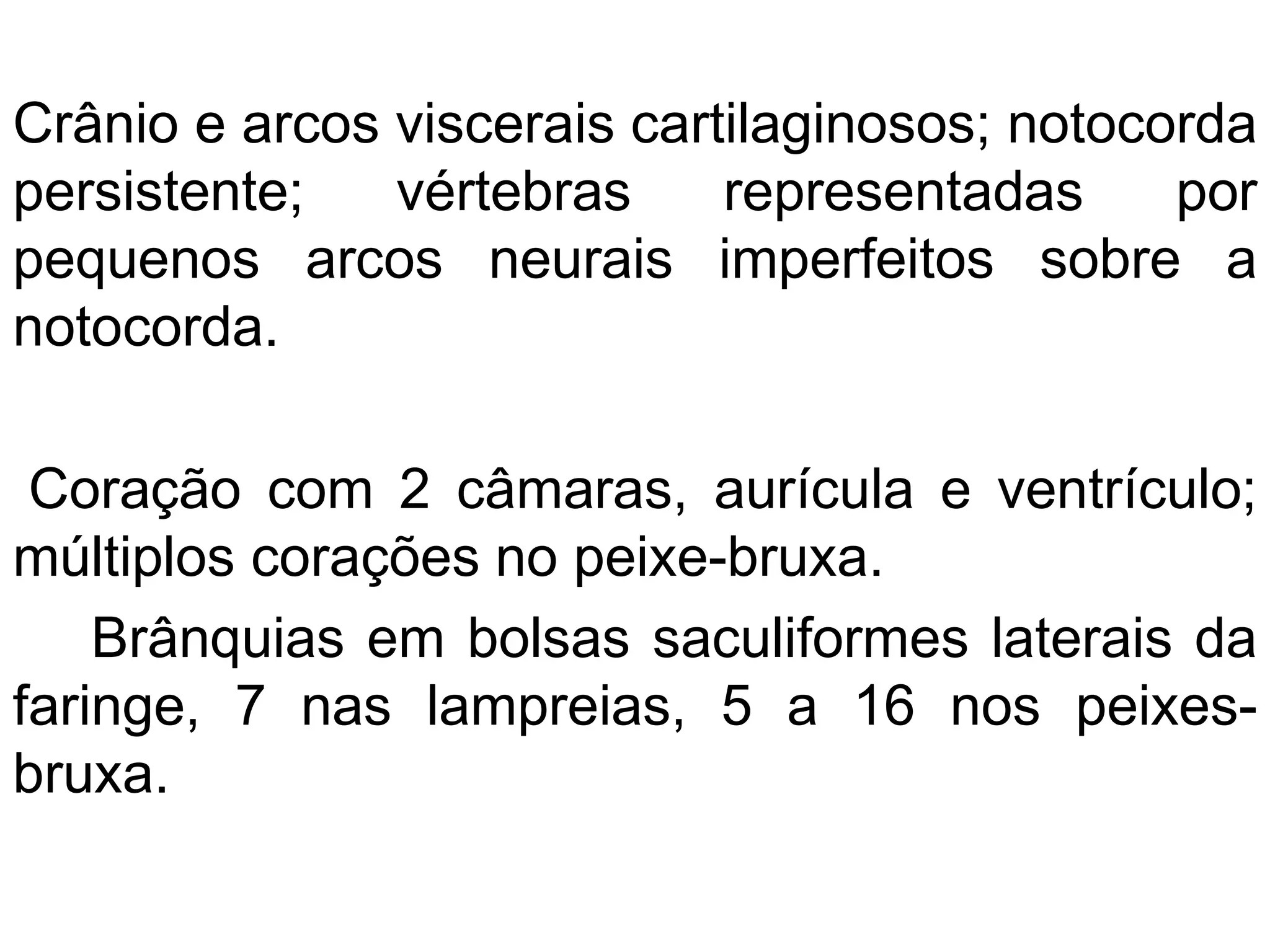 Crânio e arcos viscerais cartilaginosos; notocorda
persistente; vértebras representadas por
pequenos arcos neurais imperfeitos sobre a
notocorda.
Coração com 2 câmaras, aurícula e ventrículo;
múltiplos corações no peixe-bruxa.
Brânquias em bolsas saculiformes laterais da
faringe, 7 nas lampreias, 5 a 16 nos peixes-
bruxa.
 
