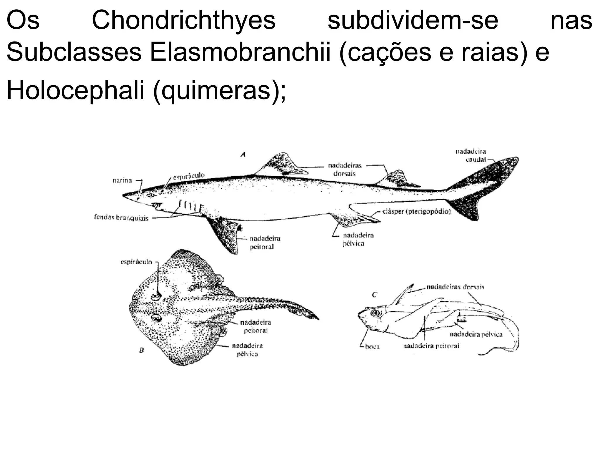 Os Chondrichthyes subdividem-se nas
Subclasses Elasmobranchii (cações e raias) e
Holocephali (quimeras);
 