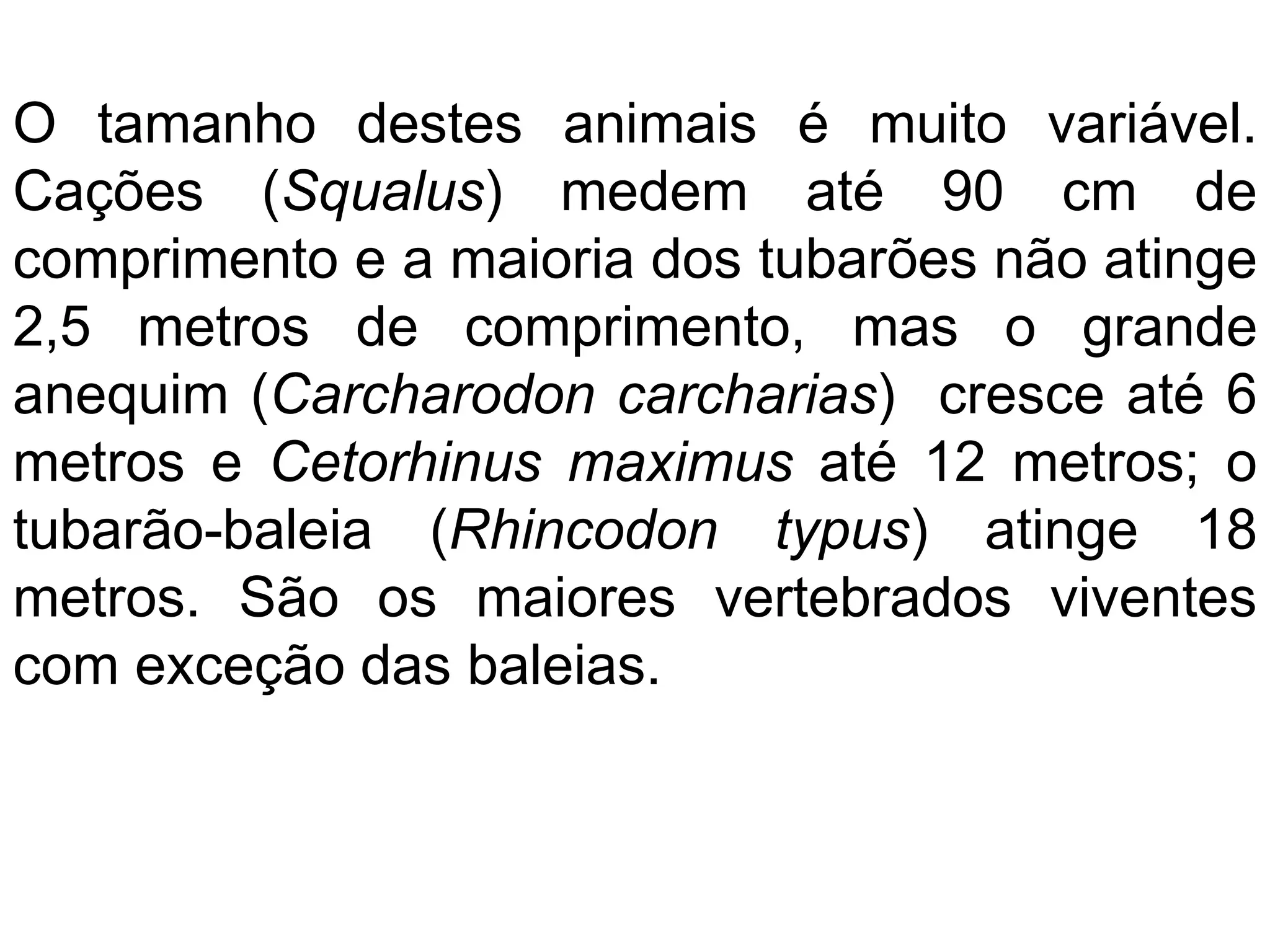 O tamanho destes animais é muito variável.
Cações (Squalus) medem até 90 cm de
comprimento e a maioria dos tubarões não atinge
2,5 metros de comprimento, mas o grande
anequim (Carcharodon carcharias) cresce até 6
metros e Cetorhinus maximus até 12 metros; o
tubarão-baleia (Rhincodon typus) atinge 18
metros. São os maiores vertebrados viventes
com exceção das baleias.
 