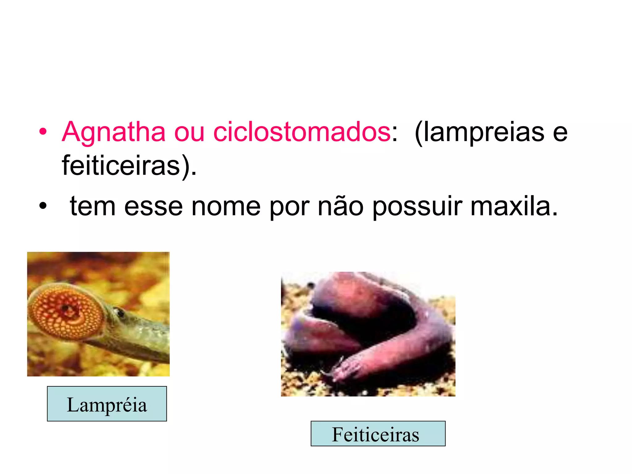 • Agnatha ou ciclostomados: (lampreias e
feiticeiras).
• tem esse nome por não possuir maxila.
Lampréia
Feiticeiras
 