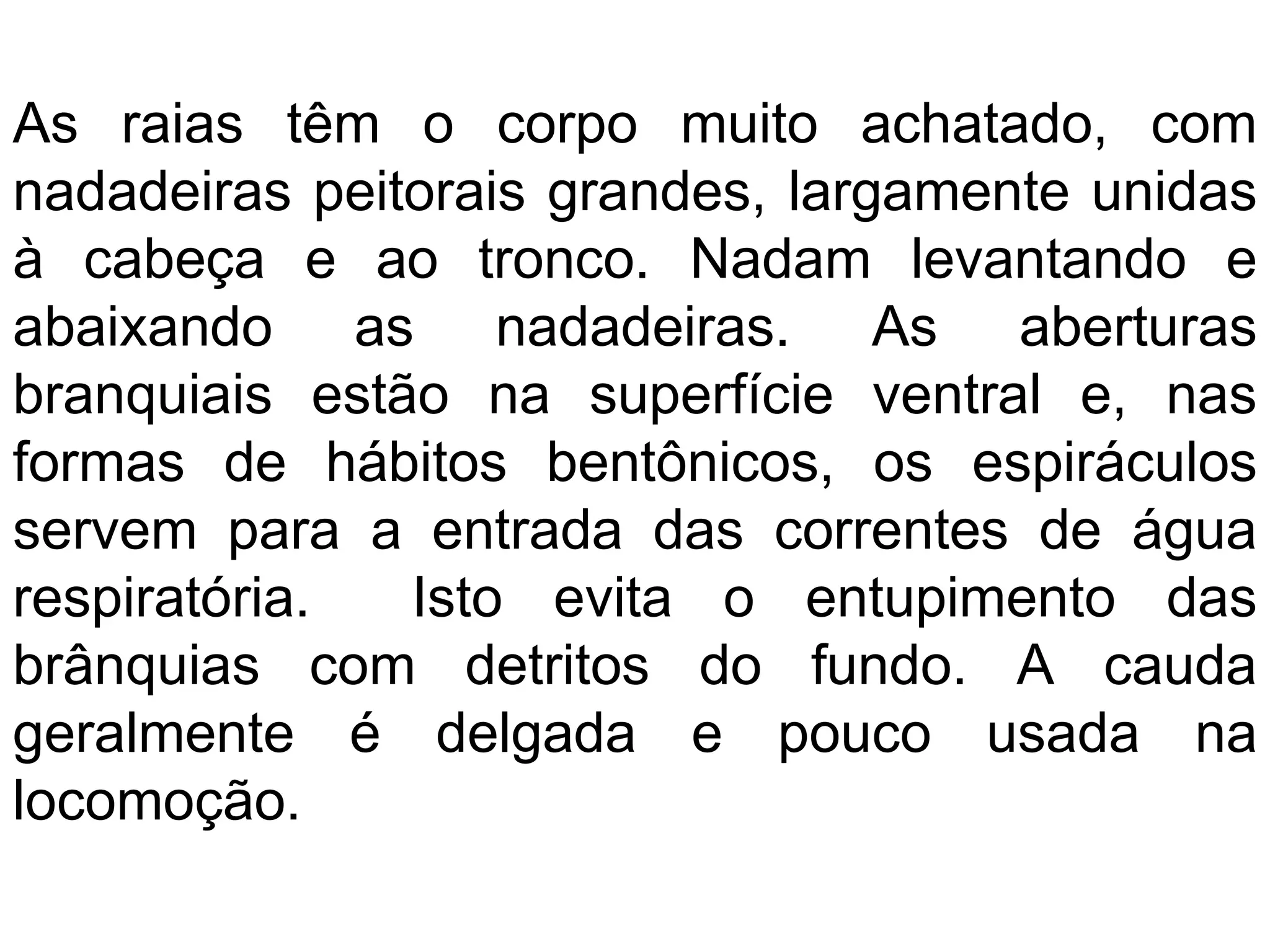 As raias têm o corpo muito achatado, com
nadadeiras peitorais grandes, largamente unidas
à cabeça e ao tronco. Nadam levantando e
abaixando as nadadeiras. As aberturas
branquiais estão na superfície ventral e, nas
formas de hábitos bentônicos, os espiráculos
servem para a entrada das correntes de água
respiratória. Isto evita o entupimento das
brânquias com detritos do fundo. A cauda
geralmente é delgada e pouco usada na
locomoção.
 