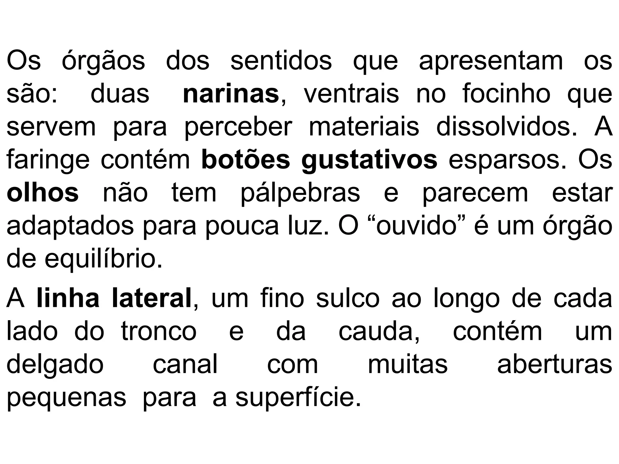 Os órgãos dos sentidos que apresentam os
são: duas narinas, ventrais no focinho que
servem para perceber materiais dissolvidos. A
faringe contém botões gustativos esparsos. Os
olhos não tem pálpebras e parecem estar
adaptados para pouca luz. O “ouvido” é um órgão
de equilíbrio.
A linha lateral, um fino sulco ao longo de cada
lado do tronco e da cauda, contém um
delgado canal com muitas aberturas
pequenas para a superfície.
 