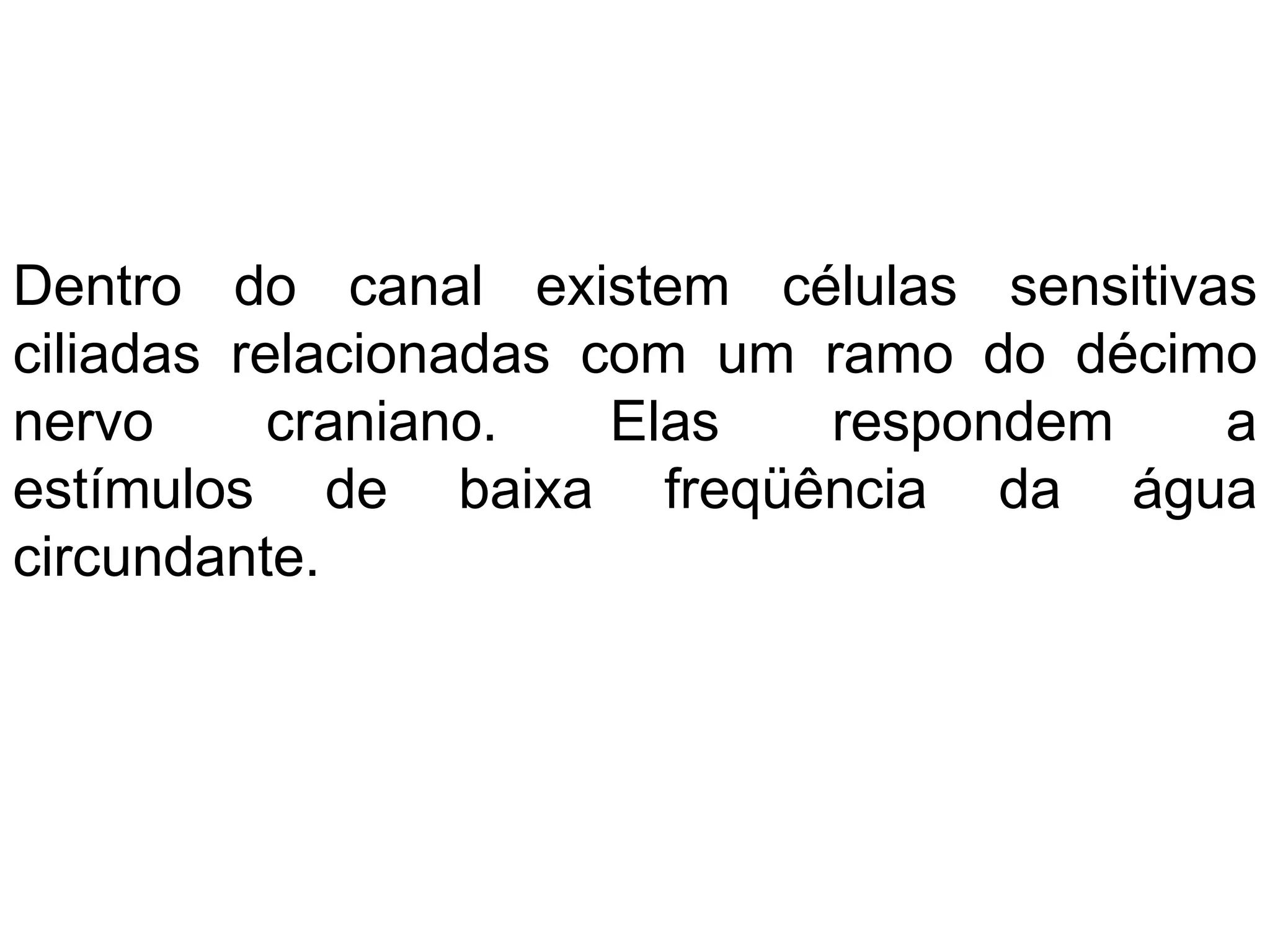 Dentro do canal existem células sensitivas
ciliadas relacionadas com um ramo do décimo
nervo craniano. Elas respondem a
estímulos de baixa freqüência da água
circundante.
 