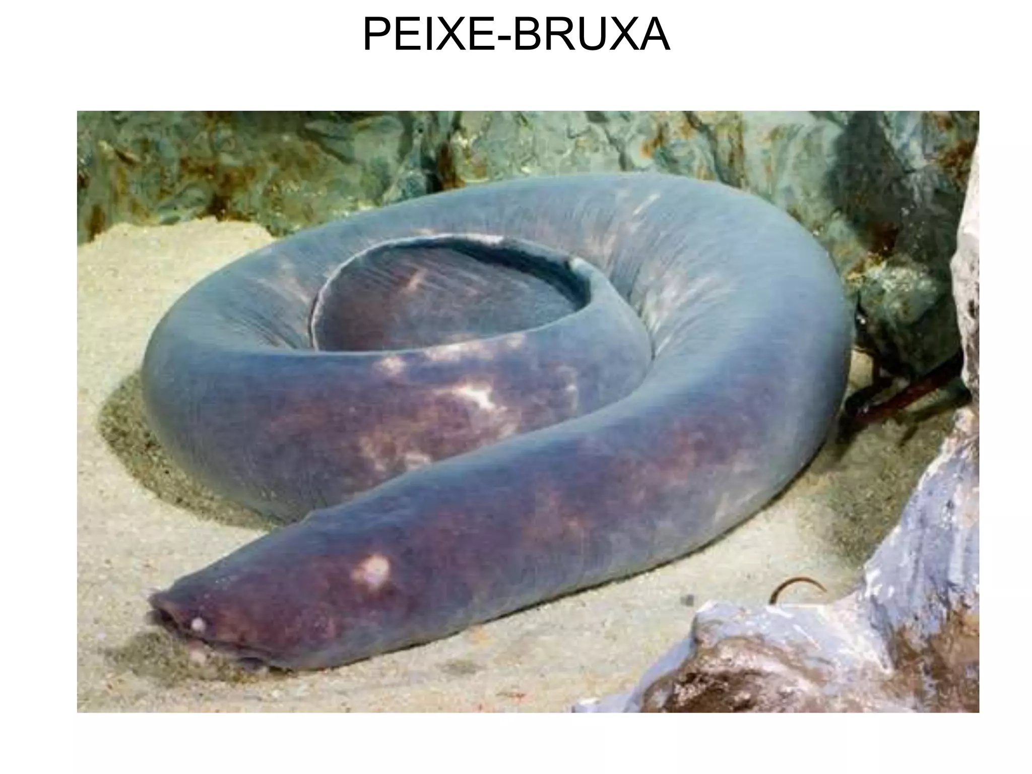 PEIXE-BRUXA
 