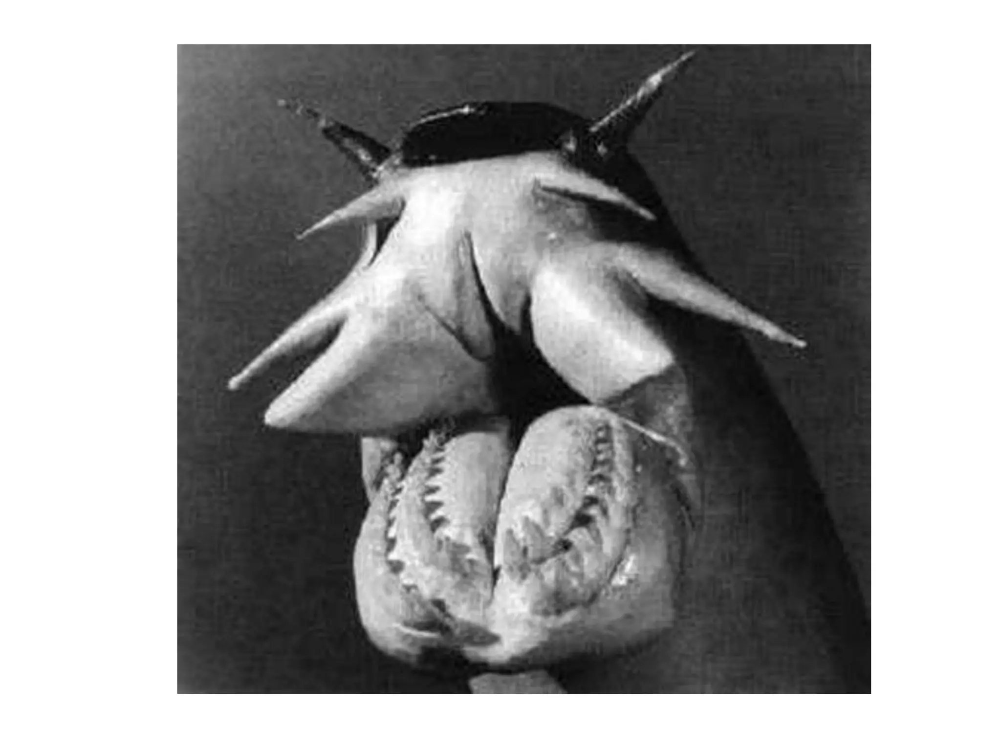 PEIXES CARTILAGINOSOS (2).ppt