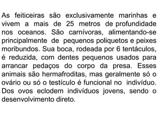 As feiticeiras são exclusivamente marinhas e
vivem a mais de 25 metros de profundidade
nos oceanos. São carnívoras, alimentando-se
principalmente de pequenos poliquetos e peixes
moribundos. Sua boca, rodeada por 6 tentáculos,
é reduzida, com dentes pequenos usados para
arrancar pedaços do corpo da presa. Esses
animais são hermafroditas, mas geralmente só o
ovário ou só o testículo é funcional no indivíduo.
Dos ovos eclodem indivíduos jovens, sendo o
desenvolvimento direto.
 