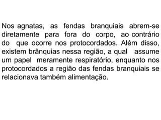 Nos agnatas, as fendas branquiais abrem-se
diretamente para fora do corpo, ao contrário
do que ocorre nos protocordados. Além disso,
existem brânquias nessa região, a qual assume
um papel meramente respiratório, enquanto nos
protocordados a região das fendas branquiais se
relacionava também alimentação.
 