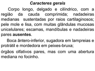 Caracteres gerais
Corpo longo, delgado e cilíndrico, com a
região da cauda comprimida; nadadeiras
medianas sustentadas por raios cartilaginosos;
pele mole e lisa, com muitas glândulas mucosas
unicelulares; escamas, mandíbulas e nadadeiras
pares ausentes.
Boca ântero-inferior, sugadora em lampreias e
protrátil e mordedora em peixes-bruxa;
órgãos olfativos pares, mas com uma abertura
mediana no focinho.
 