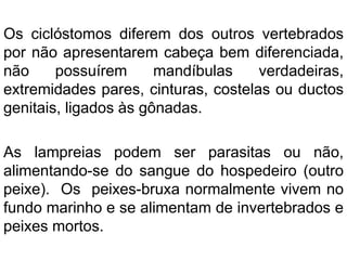 Os ciclóstomos diferem dos outros vertebrados
por não apresentarem cabeça bem diferenciada,
não possuírem mandíbulas verdadeiras,
extremidades pares, cinturas, costelas ou ductos
genitais, ligados às gônadas.
As lampreias podem ser parasitas ou não,
alimentando-se do sangue do hospedeiro (outro
peixe). Os peixes-bruxa normalmente vivem no
fundo marinho e se alimentam de invertebrados e
peixes mortos.
 