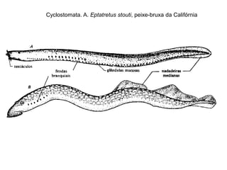 Cyclostomata. A. Eptatretus stouti, peixe-bruxa da Califórnia
 