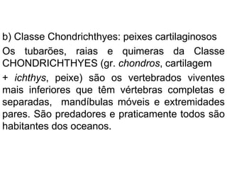 b) Classe Chondrichthyes: peixes cartilaginosos
Os tubarões, raias e quimeras da Classe
CHONDRICHTHYES (gr. chondros, cartilagem
+ ichthys, peixe) são os vertebrados viventes
mais inferiores que têm vértebras completas e
separadas, mandíbulas móveis e extremidades
pares. São predadores e praticamente todos são
habitantes dos oceanos.
 