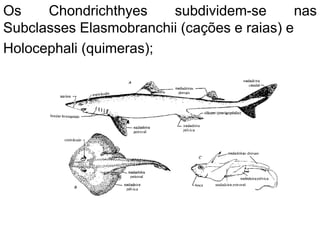 Os Chondrichthyes subdividem-se nas
Subclasses Elasmobranchii (cações e raias) e
Holocephali (quimeras);
 