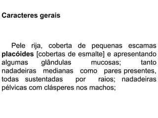 Caracteres gerais
Pele rija, coberta de pequenas escamas
placóides [cobertas de esmalte] e apresentando
algumas glândulas mucosas; tanto
nadadeiras medianas como pares presentes,
todas sustentadas por raios; nadadeiras
pélvicas com clásperes nos machos;
 