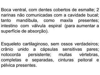 Boca ventral, com dentes cobertos de esmalte; 2
narinas não comunicadas com a cavidade bucal;
tanto mandíbula, como maxila presentes;
intestino com válvula espiral (para aumentar a
superfície de absorção).
Esqueleto cartilaginoso, sem ossos verdadeiros;
crânio unido a cápsulas sensitivas pares;
notocorda persistente; muitas vértebras,
completas e separadas, cinturas peitoral e
pélvica presentes.
 