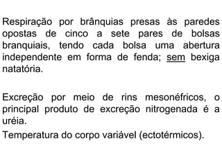 Respiração por brânquias presas às paredes
opostas de cinco a sete pares de bolsas
branquiais, tendo cada bolsa uma abertura
independente em forma de fenda; sem bexiga
natatória.
Excreção por meio de rins mesonéfricos, o
principal produto de excreção nitrogenada é a
uréia.
Temperatura do corpo variável (ectotérmicos).
 