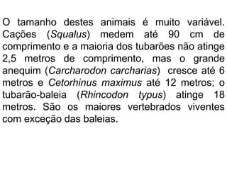O tamanho destes animais é muito variável.
Cações (Squalus) medem até 90 cm de
comprimento e a maioria dos tubarões não atinge
2,5 metros de comprimento, mas o grande
anequim (Carcharodon carcharias) cresce até 6
metros e Cetorhinus maximus até 12 metros; o
tubarão-baleia (Rhincodon typus) atinge 18
metros. São os maiores vertebrados viventes
com exceção das baleias.
 