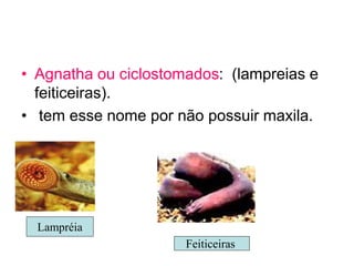 • Agnatha ou ciclostomados: (lampreias e
feiticeiras).
• tem esse nome por não possuir maxila.
Lampréia
Feiticeiras
 