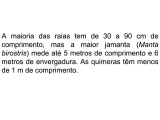 A maioria das raias tem de 30 a 90 cm de
comprimento, mas a maior jamanta (Manta
birostris) mede até 5 metros de comprimento e 6
metros de envergadura. As quimeras têm menos
de 1 m de comprimento.
 