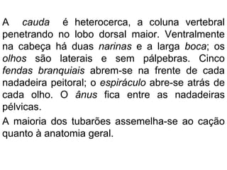 A cauda é heterocerca, a coluna vertebral
penetrando no lobo dorsal maior. Ventralmente
na cabeça há duas narinas e a larga boca; os
olhos são laterais e sem pálpebras. Cinco
fendas branquiais abrem-se na frente de cada
nadadeira peitoral; o espiráculo abre-se atrás de
cada olho. O ânus fica entre as nadadeiras
pélvicas.
A maioria dos tubarões assemelha-se ao cação
quanto à anatomia geral.
 
