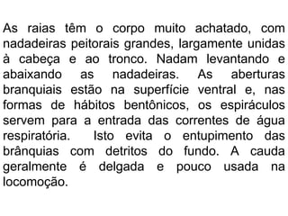 As raias têm o corpo muito achatado, com
nadadeiras peitorais grandes, largamente unidas
à cabeça e ao tronco. Nadam levantando e
abaixando as nadadeiras. As aberturas
branquiais estão na superfície ventral e, nas
formas de hábitos bentônicos, os espiráculos
servem para a entrada das correntes de água
respiratória. Isto evita o entupimento das
brânquias com detritos do fundo. A cauda
geralmente é delgada e pouco usada na
locomoção.
 