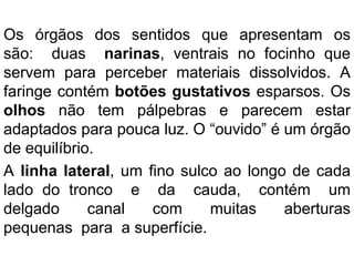 Os órgãos dos sentidos que apresentam os
são: duas narinas, ventrais no focinho que
servem para perceber materiais dissolvidos. A
faringe contém botões gustativos esparsos. Os
olhos não tem pálpebras e parecem estar
adaptados para pouca luz. O “ouvido” é um órgão
de equilíbrio.
A linha lateral, um fino sulco ao longo de cada
lado do tronco e da cauda, contém um
delgado canal com muitas aberturas
pequenas para a superfície.
 