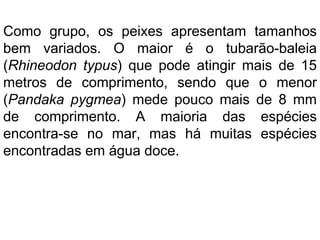 Como grupo, os peixes apresentam tamanhos
bem variados. O maior é o tubarão-baleia
(Rhineodon typus) que pode atingir mais de 15
metros de comprimento, sendo que o menor
(Pandaka pygmea) mede pouco mais de 8 mm
de comprimento. A maioria das espécies
encontra-se no mar, mas há muitas espécies
encontradas em água doce.
 