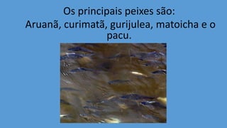 Os principais peixes são:
Aruanã, curimatã, gurijulea, matoicha e o
pacu.
 