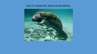Esse é o peixe boi, típico da Amazônia.
 