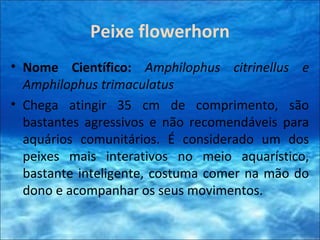 Peixe flowerhorn
• Nome Científico: Amphilophus citrinellus e
Amphilophus trimaculatus
• Chega atingir 35 cm de comprimento, são
bastantes agressivos e não recomendáveis para
aquários comunitários. É considerado um dos
peixes mais interativos no meio aquarístico,
bastante inteligente, costuma comer na mão do
dono e acompanhar os seus movimentos.
 